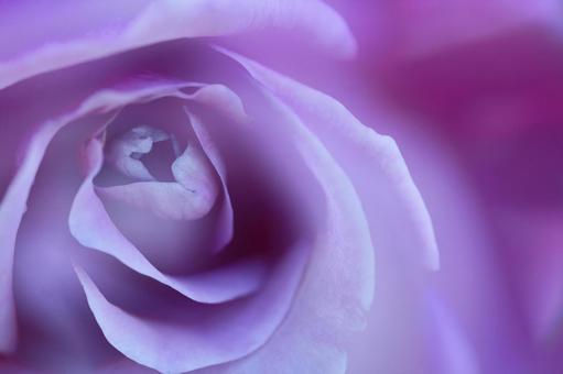 花皇后, JPG 花皇后, rose, flower, rose family, JPG