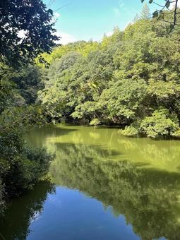 緑の池 緑の池の写真
