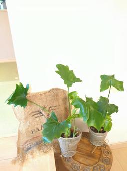観葉植物 セロームフィロデンドロン4号鉢 観葉植物 セロームフィロデンドロン4号鉢の写真