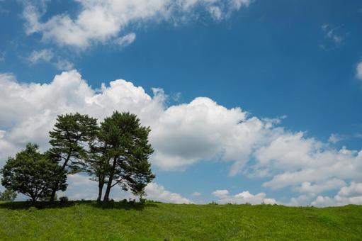 青空と緑の木 青空と緑の木 空,青い,雲の写真素材
