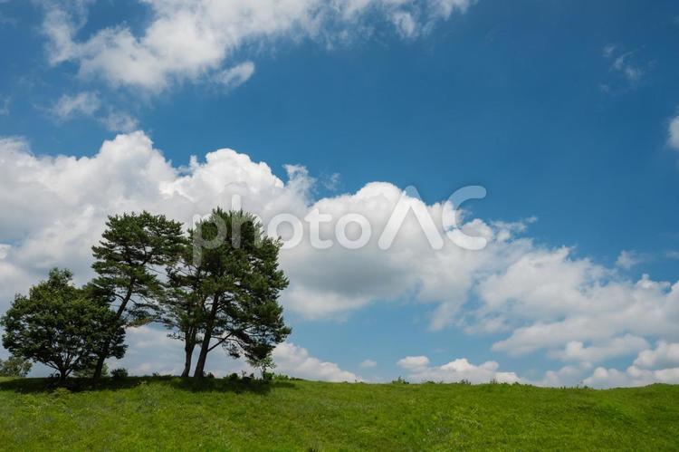 青空と緑の木 空,青い,雲の写真素材