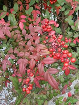 南天の赤い実と紅葉した葉 南天,赤い実,秋の植物の写真素材