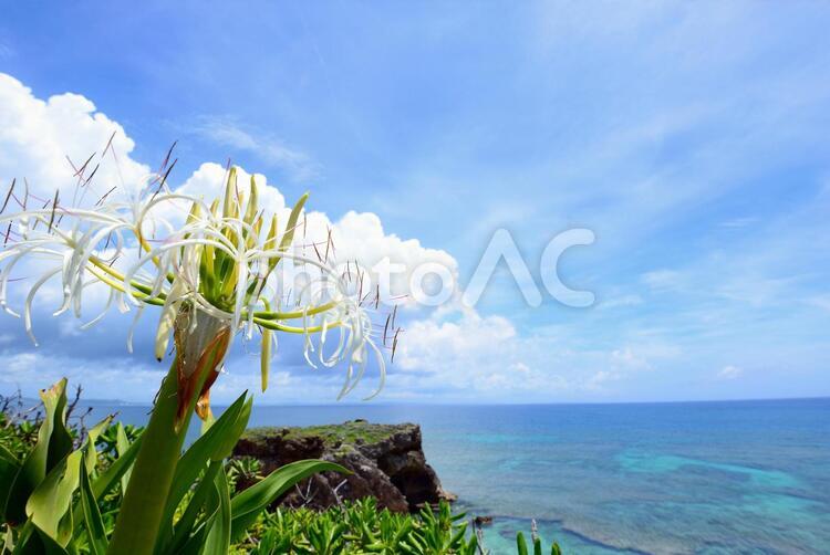 沖縄の青い海と百合の花 沖縄,海,ビーチの写真素材