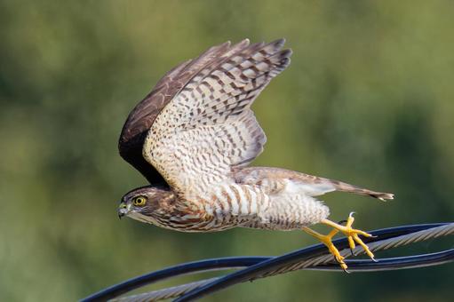 獲物を見つけて飛び出すツミの幼鳥 ツミ,雀鷹,幼鳥の写真素材