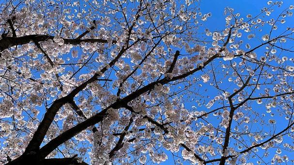 満開の桜と青空 満開の桜と青空 桜,花,春の写真素材
