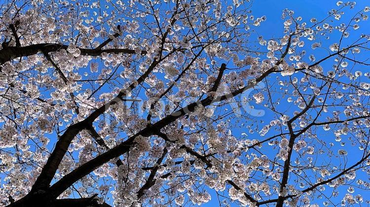 満開の桜と青空 桜,花,春の写真素材