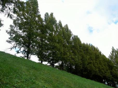 メタセコイヤの並木 メタセコイヤ,並木,木の写真素材