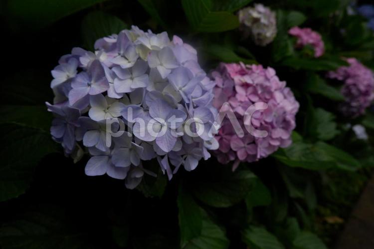 ピンクのアジサイ あじさい,紫陽花,アジサイの写真素材