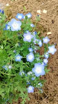 Nemophila, JPG