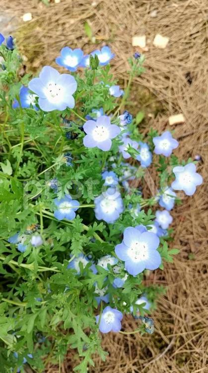 ネモフィラ ネモフィラ,花,公園の写真素材