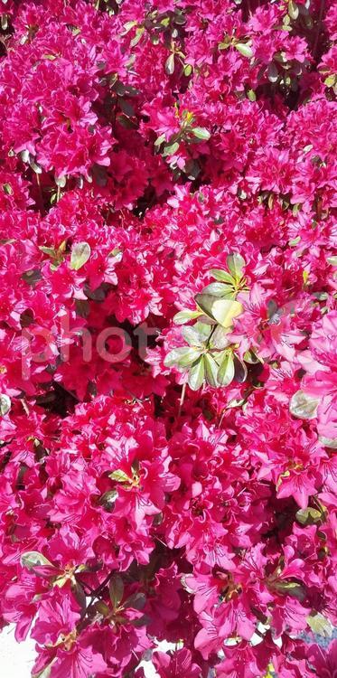 花暦　平戸躑躅か？久留米躑躅？（芝浦付近 自然,絨毯,地面の写真素材