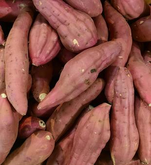 サツマイモ サツマイモ サツマイモ,さつま芋,野菜の写真素材