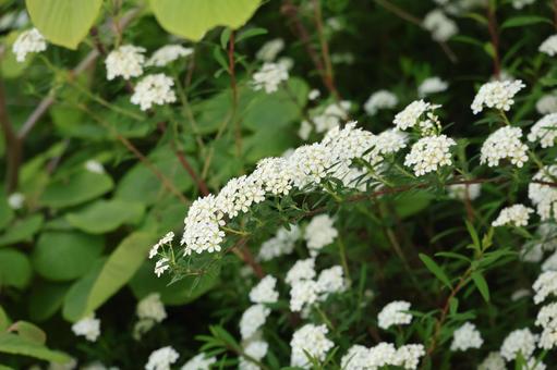 満開の白いトサシモツケの花の花木の枝 満開の白いトサシモツケの花の花木の枝の写真
