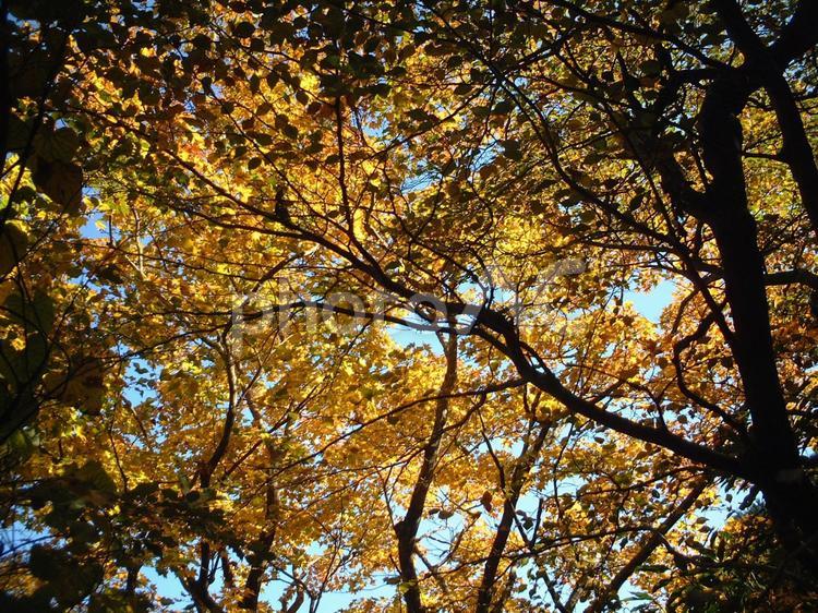 箱根の紅葉と木漏れ日 箱根,芦ノ湖,紅葉の写真素材