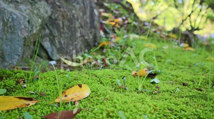 和歌山城庭園、緑苔と落ち葉のコントラスト 緑の苔,コントラスト,和歌山城庭園の写真素材