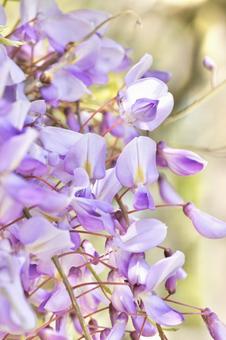 藤の花アップ 藤の花アップの写真