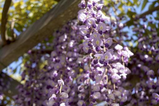 Photo, wisteria trellis, rattan, spring, 