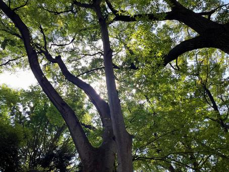 森の木々 森の木々 木,木々,自然の写真素材