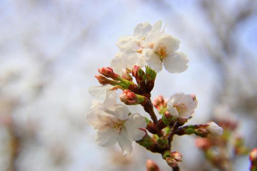 満開の桜の花 満開の桜の花の写真