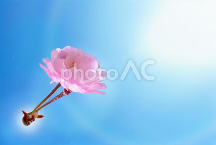春の桜　背景素材　 桜,春,花の写真素材