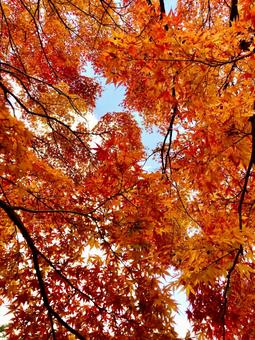 紅葉 紅葉 紅葉,もみじ,秋の写真素材