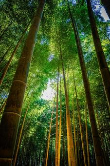 栃木県　竹林 栃木,栃木県,宇都宮市の写真素材