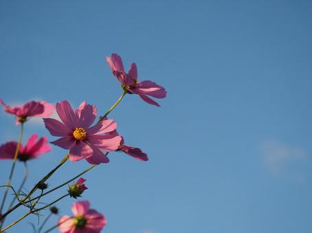 コスモス04 コスモス04 コスモス,ピンク,秋の写真素材
