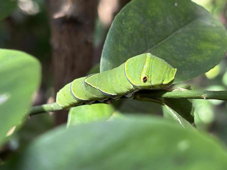 リアル、はらぺこあおむし。 アゲハ蝶,幼虫,あおむしの写真素材