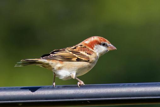 ニュウナイスズメの雄 ニュウナイスズメの雄 ニュウナイスズメ,入内雀,コウジャクの写真素材