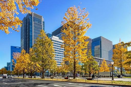 高層ビルと色づいた木々が並ぶ美しい街並み 高層ビルと色づいた木々が並ぶ美しい街並み 高層ビル,都市風景,丸ノ内の写真素材
