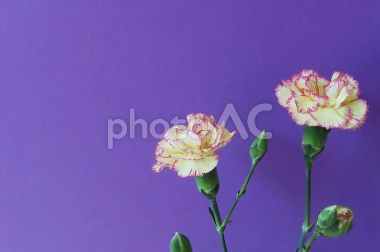 カーネーション　母の日メッセージカード 花,春,植物の写真素材