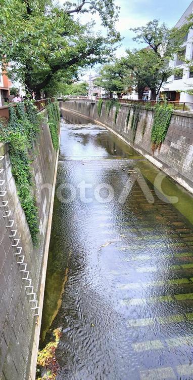 目黒川 別所橋付近(東京) 目黒川,別所橋,東京の写真素材