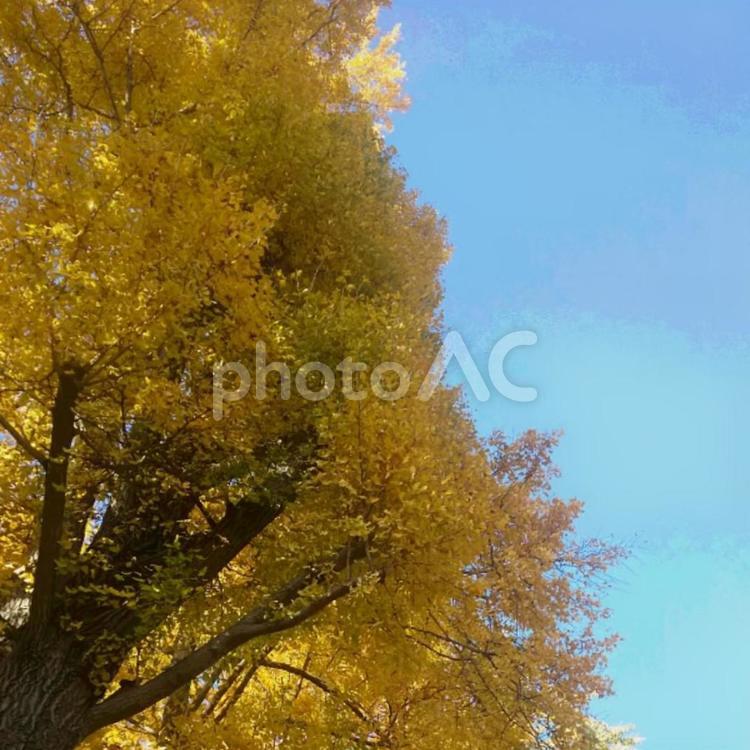 イチョウ並木と秋の空 秋,風景,自然の写真素材