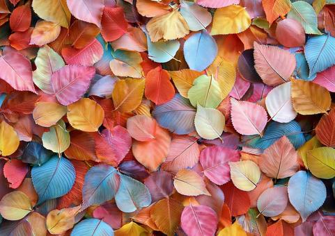 カラフル落ち葉 カラフル落ち葉の写真