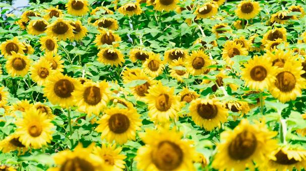ひまわり ひまわり ひまわり,花,植物の写真素材