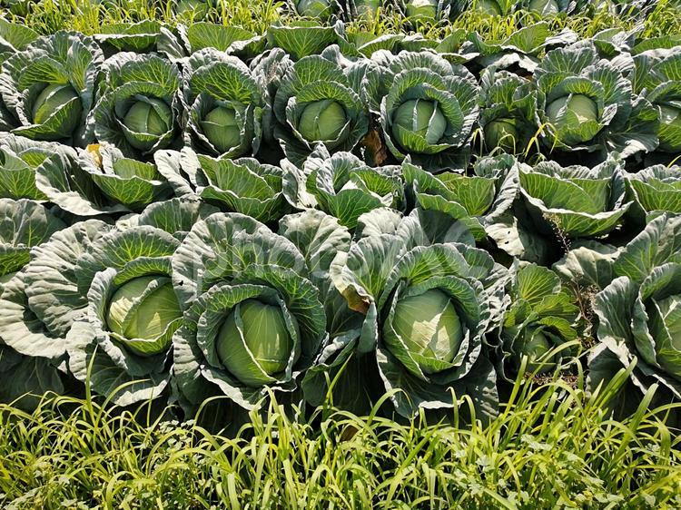 キャベツ畑　ユーチューブ動画編集素材 畑,葉物野菜,野菜の写真素材