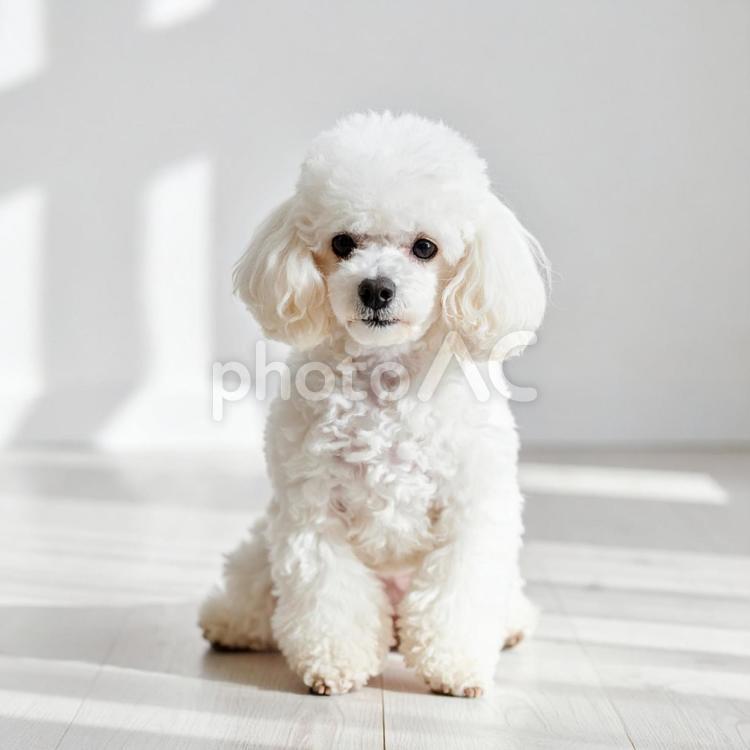 日差しの中で座る白いトイプードル トイプードル,犬,白の写真素材