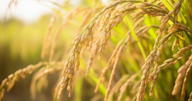 自然食物米と稲穂 自然食物米と稲穂の写真