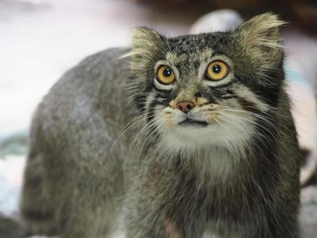マヌルネコ マヌルネコの写真