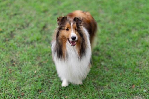 麗 レイ 麗 レイ 家庭犬,散歩,遊ぶの写真素材