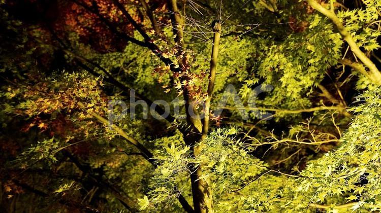 千葉県養老渓谷　夜の粟又の滝付近の紅葉 紅葉,粟又の滝,養老渓谷の写真素材