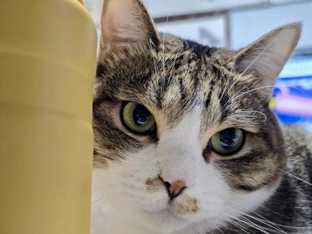 猫と水筒 猫と水筒の写真