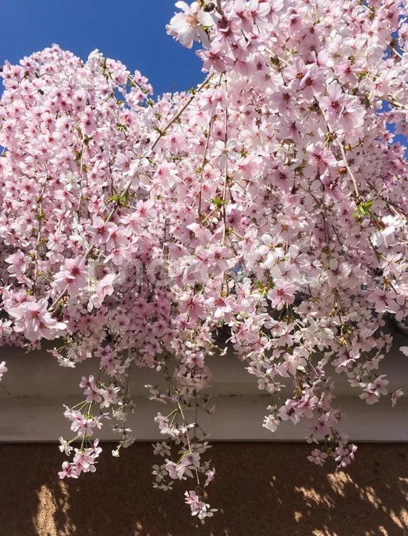 寺の塀越しの満開のしだれ桜 さくら,サクラ,春の風景の写真素材