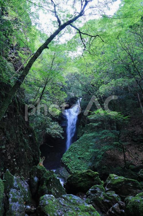 高知県南国市　瀬戸の滝 瀬戸の滝,滝,水の写真素材