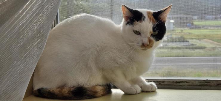 猫 猫,三毛猫,自然の写真素材