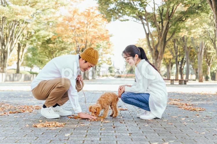 犬の散歩をする男女（座る） 犬,ペット,愛犬の写真素材