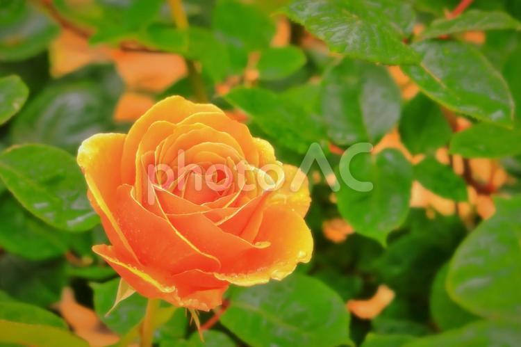 雨に濡れるオレンジ色の薔薇の花 植物,花,薔薇の写真素材