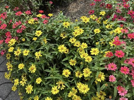 鮮やかに咲く赤と黄色のジニア 鮮やかに咲く赤と黄色のジニア ジニア,花壇,歩道の写真素材
