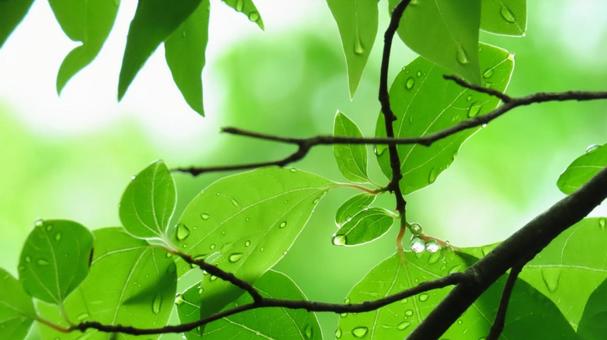 Fresh greenery, JPG Fresh greenery, JPG