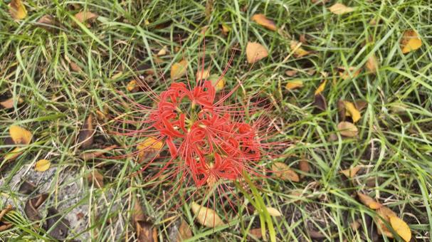 赤いリコリス（彼岸花） リコリス,彼岸花,赤の写真素材
